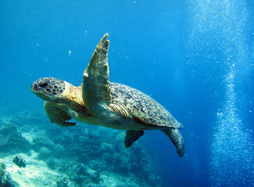 Turtle swimming in the ocean near Sipadan Island